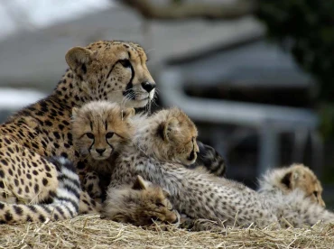 Giải Đề Writing Task 2 ngày 10/08/2019: Wildlife Protection
