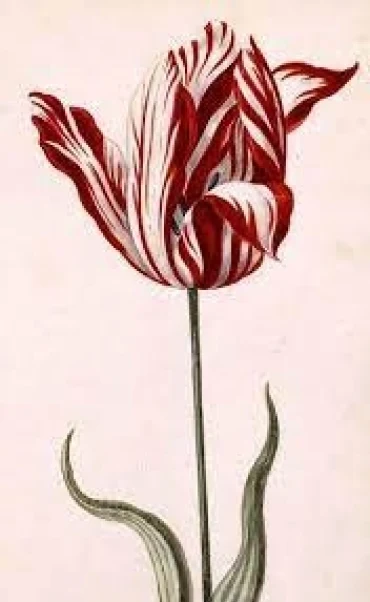 Bài tập IELTS Reading -  When the Tulip Bubble Burst