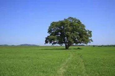   Mẫu bài IELTS Speaking Part 3 – Chủ đề Enviroment