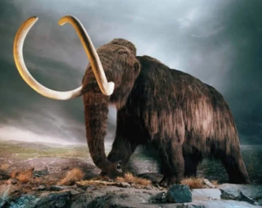Reading part 2 - Chủ đề: Should we try to bring extinct species back to life?