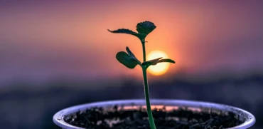 Reading part 3 - Chủ đề: Plant ‘thermometer’ triggers springtime growth by measuring night-time heat