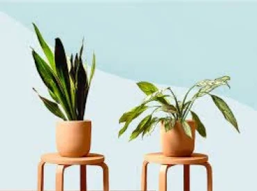 Từ vựng chủ đề Plants - Cây cối 